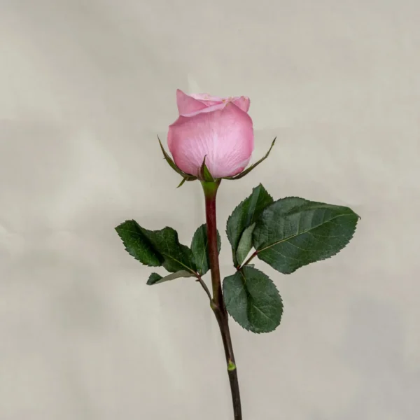 Rosa, rosada Un.