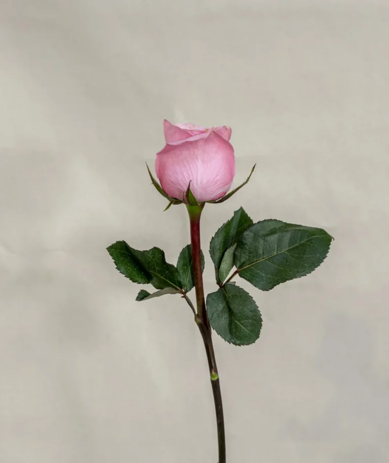 Rosa, rosada Un.