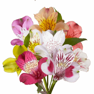 Alstroemeria