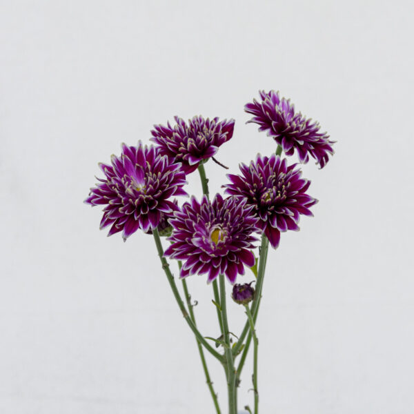 Mable amethyst dark