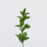 Ruscus un.