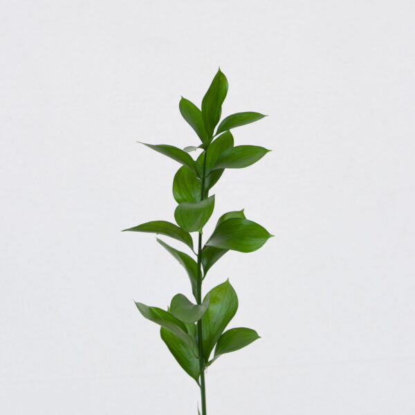 Ruscus un.