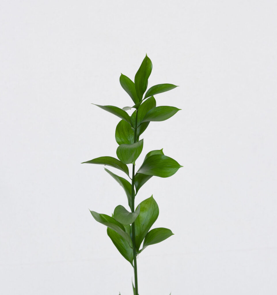 Ruscus un.